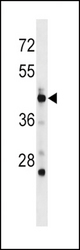 POLD3 Antibody western blot of mouse spleen tissue lysates (35 ug/lane). The POLD3 antibody detected the POLD3 protein (arrow).
