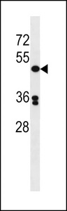 POLD3 Antibody western blot of Jurkat cell line lysates (35 ug/lane). The POLD3 antibody detected the POLD3 protein (arrow).
