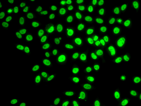 Immunofluorescence blot of U20S cell using POLD3 antibody.