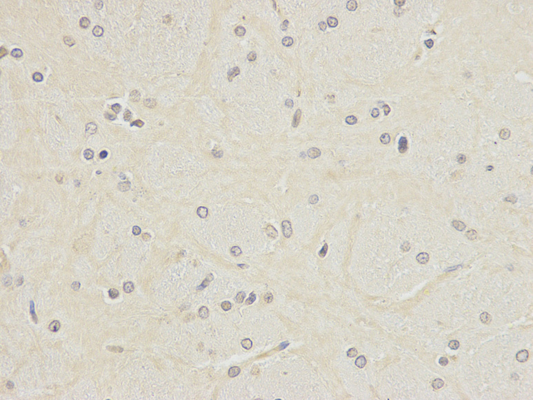 Immunohistochemistry of paraffin-embedded human kidney using POLH antibody at dilution of 1:200 (400x lens).