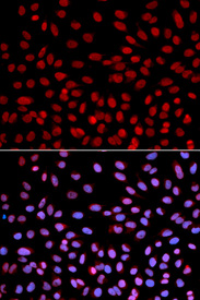 Immunofluorescence analysis of U2OS cell using POLH antibody. Blue: DAPI for nuclear staining.