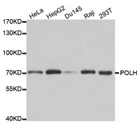 Western blot analysis of extracts of various cell lines, using POLH antibody.