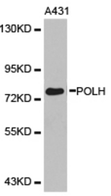 Western blot of extracts of A431 cell lines, using POLH antibody.