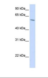 HepG2 cell lysate. Antibody concentration: 1.0 ug/ml. Gel concentration: 12%.