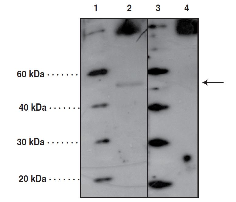 Western blot with PORCN antibody at 4 ug/ml. Lanes 1 and 3: MW markers, Lane 2: A549 cell lysate (20 ug), Lane 4: A549 cell lysate (20 ug) + PORCN peptide (20 ug/ml).