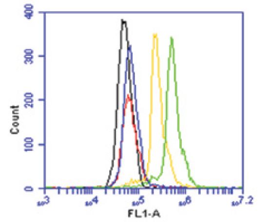 Flow cytometry of HeLa cells with PORCN antibody. Yellow: 5 ug/ml, Green: 10 ug/ml, Blue: Normal rabbit IgG-FITC, Red: Goat anti-rabbit IgG FITC (1:200).