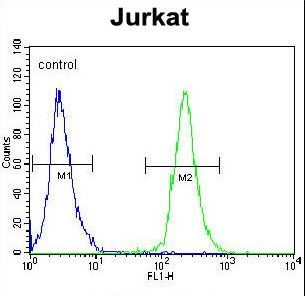POTEB Antibody flow cytometry of Jurkat cells (right histogram) compared to a negative control cell (left histogram). FITC-conjugated goat-anti-rabbit secondary antibodies were used for the analysis.