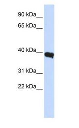 POU1F1 / PIT1 / PIT-1 antibody Western Blot of Human Liver.