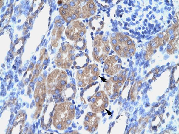 POU3F1 antibody LS-C31067 was used in IHC to stain formalin-fixed, paraffin-embedded human kidney.