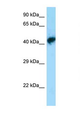 POU3F1 antibody LS-C146289 Western blot of Mouse Brain lysate. Antibody concentration 1 ug/ml.