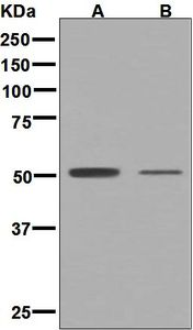 Western blot analysis on (A) F9 and (B) NCCIT cell lysates using anti-OCT6 antibody.