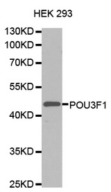 Western blot analysis of extracts of HEK-293 cells lines, using POU3F1 antibody.