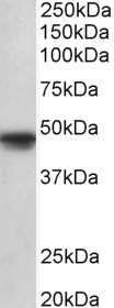 POU3F1 antibody (1 ug/ml) staining of A549 lysate (35 ug protein in RIPA buffer). Primary incubation was 1 hour. Detected by chemiluminescence.