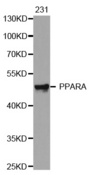 Western blot analysis of extracts of 231 cell line, using PPARA antibody.