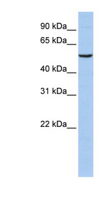 PPARA / PPAR antibody LS-C109737 Western blot of HeLa lysate.