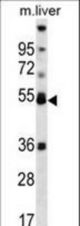 PPARA Antibody western blot of mouse liver tissue lysates (35 ug/lane). The PPARA antibody detected the PPARA protein (arrow).