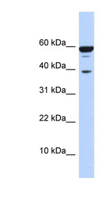 PPP1R8 antibody LS-C101840 Western blot of 293T cell lysate.