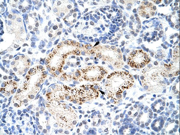 PPP1R8 antibody LS-C31512 was used in IHC to stain formalin-fixed, paraffin-embedded human kidney.