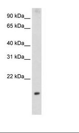 Fetal Thymus Lysate