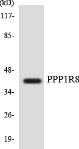 Western blot of the lysates from HUVEC cells using PPP1R8 antibody.