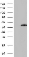 HEK293T cells were transfected with the pCMV6-ENTRY control (Left lane) or pCMV6-ENTRY PPP1R8 (Right lane) cDNA for 48 hrs and lysed. Equivalent amounts of cell lysates (5 ug per lane) were separated by SDS-PAGE and immunoblotted with anti-PPP1R8.