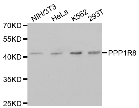 Western blot analysis of extracts of various cell lines, using PPP1R8 antibody.