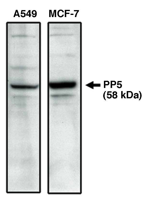 Western blot of PP5 specific antibody on A549 and MCF-7 cell lysates.