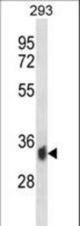 PPP6C Antibody western blot of 293 cell line lysates (35 ug/lane). The PPP6C antibody detected the PPP6C protein (arrow).