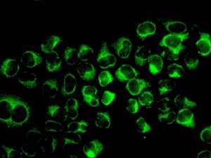 Immunofluorescent staining of HeLa cells using anti-PPP6C antibody.