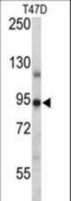 PGR/PR Antibody western blot of T47D cell line lysates (35 ug/lane). The PGR/PR antibody detected the PGR/PR protein (arrow).