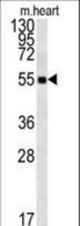 FAM105B Antibody western blot of mouse heart tissue lysates (15 ug/lane). The FAM105B antibody detected FAM105B protein (arrow).