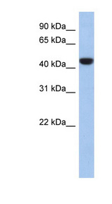 C2orf53 antibody LS-C102692 Western blot of 721_B cell lysate.