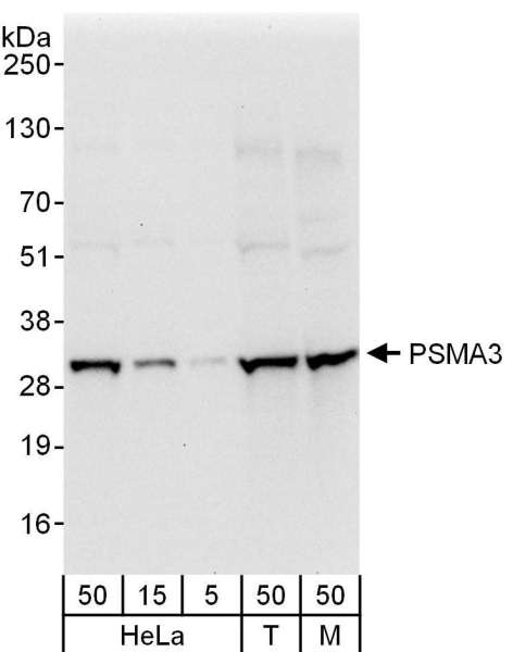 Detection of Human and Mouse PSMA3 by Western Blot. Samples: Whole cell lysate from HeLa (5, 15 and 50 ug), 293T (T; 50 ug), and mouse NIH3T3 (M; 50 ug) cells. Antibodies: Affinity purified rabbit anti-PSMA3 antibody used for WB at 0.04 ug/ml. Detection: Chemiluminescence with an exposure time of 10 seconds.