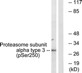Western blot of extracts from NIH-3T3 cells treated with EGF 200ng/ml 30', using Proteasome alpha3 (Phospho-Ser250) Antibody. The lane on the right was incubated with synthetic peptide.