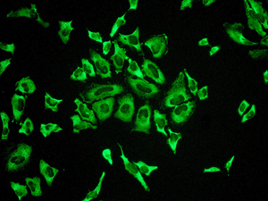 Immunofluorescent staining of HeLa cells using anti-PSMA3 antibody.