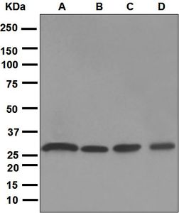 Western blot analysis on (A) A549, (B) JAR, (C) PC-12, and (D) NIH/3T3 cell lysates using anti-PSMA3 antibody.