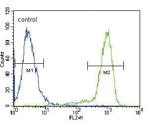 TRKA Antibody flow cytometry of HeLa cells (right histogram) compared to a negative control cell (left histogram). FITC-conjugated goat-anti-rabbit secondary antibodies were used for the analysis.
