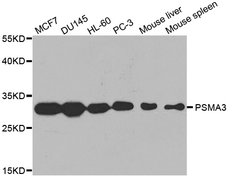 Western blot analysis of extracts of various cell lines, using PSMA3 antibody.
