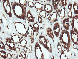 IHC of paraffin-embedded Human Kidney tissue using anti-PSMA6 mouse monoclonal antibody.