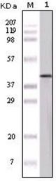 Western blot of OVA mouse mAb against OVA protein.