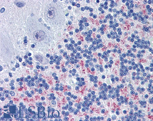 Anti-PSMB5 antibody IHC of human brain, cerebellum. Immunohistochemistry of formalin-fixed, paraffin-embedded tissue after heat-induced antigen retrieval. Antibody LS-B3830 concentration 3.75 ug/ml.