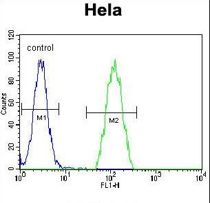 PSMB8 Antibody flow cytometry of HeLa cells (right histogram) compared to a negative control cell (left histogram). FITC-conjugated goat-anti-rabbit secondary antibodies were used for the analysis.