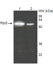 Western blot of Rpt2/S4 19S regulatory subunit. Lane 1: Purified 26S proteasome. Lane 2: HeLa S100 cytosolic fraction . PAb to Proteasome 19S (Rpt2/S4 Subunit) (human) at 1:1000 dilution.