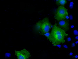 Anti-PSMC3 mouse monoclonal antibody immunofluorescent staining of COS7 cells transiently transfected by pCMV6-ENTRY PSMC3.