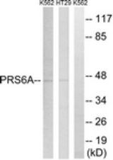 Western blot of extracts from K562/HT-29 cells, using PRS6A Antibody. The lane on the right is treated with the synthesized peptide.