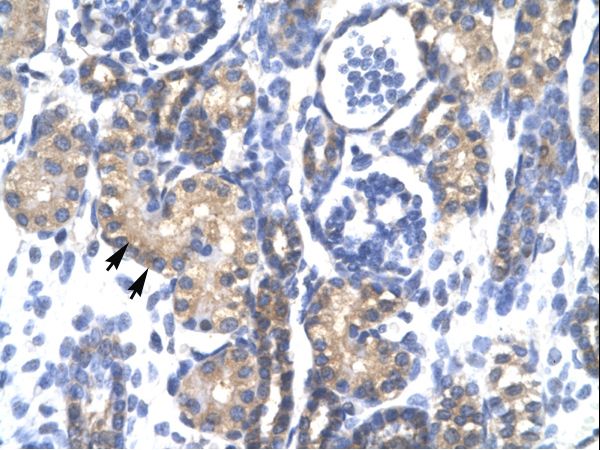 PSMC3 antibody LS-C30961 was used in IHC to stain formalin-fixed, paraffin-embedded human kidney.