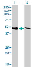 Western blot of PSMC4 expression in transfected 293T cell line by PSMC4 monoclonal antibody (M01), clone 3G8.