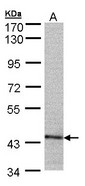 Sample (30 ug of whole cell lysate). A:293T. 7.5% SDS PAGE. PSMC6 / p44 antibody diluted at 1:500
