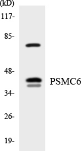 Western blot of the lysates from HeLa cells using PSMC6 antibody.