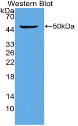 Western blot of recombinant PSMC6 / p44.